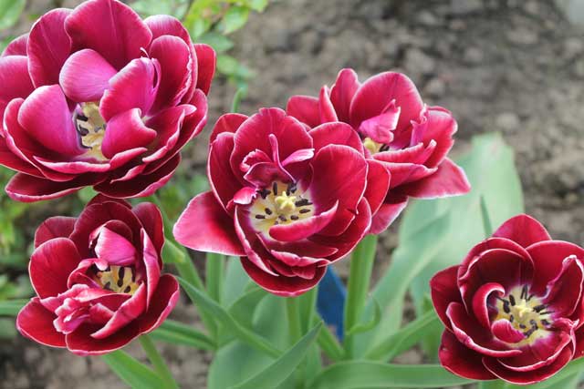 Тюльпаны: лучшие сорта тюльпанов для сада и их виды