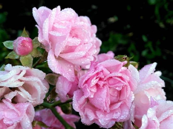 Полиантовая роза: тонкости и хитрости успешного выращивания