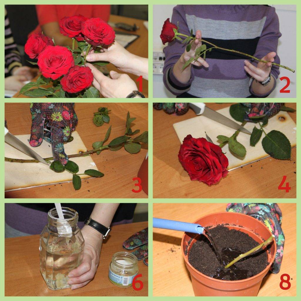 Выращивание розы из букета в домашних. Сажаем розу в горшок. Черенок розы в горшке.