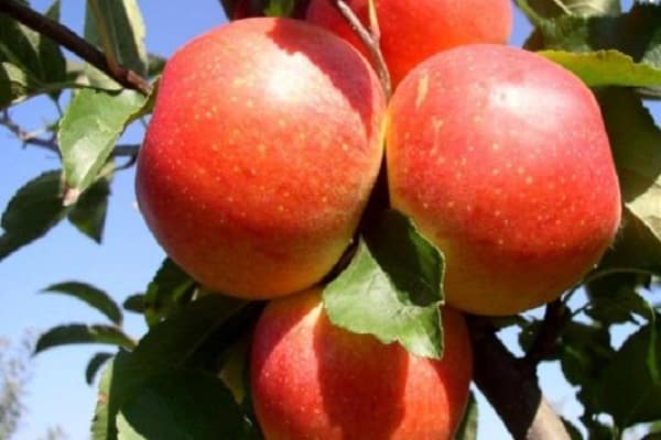 Яблоня ревена: особенности сорта и ухода