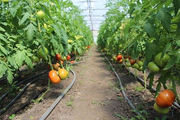 Сорта томатов для краснодарского края с описанием, характеристикой и отзывами, а также особенности выращивания в данном регионе