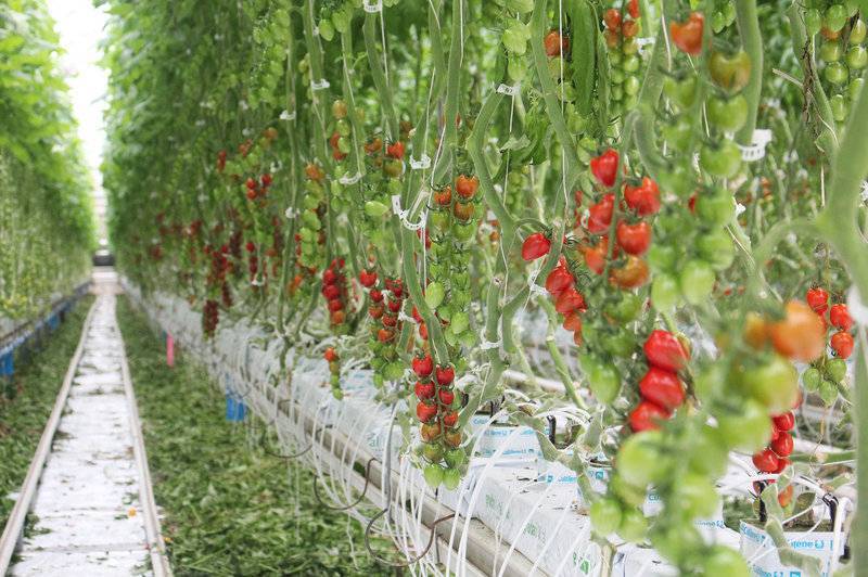 Выращивание томатов по голландской технологии: пошаговая инструкция и отзывы с видео