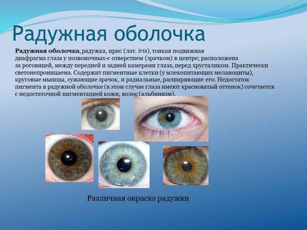 Строение и цвета козьих глаз, особенности зрачков и заболевания