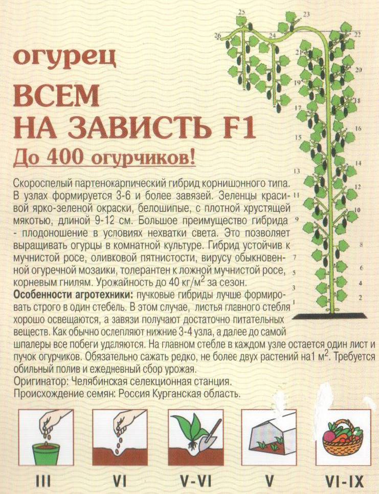 Сорта огурцов букетного типа: описание сортов, выращивание и уход