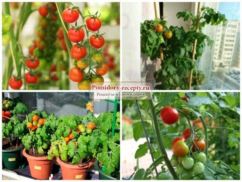 Как вырастить помидоры на балконе: пошаговая инструкция по выращиванию томатов в домашних условиях, учитывая нюансы (подготовка балкона, размер горшка и т.д.)