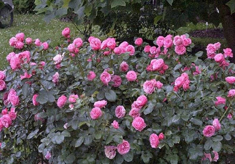 Роза леонардо да винчи (leonardo de vinci) — описание штамбового сорта