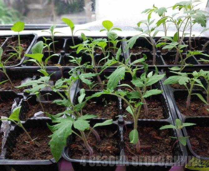 Как ухаживать за помидорами - секреты выращивания, правила посадки и особенности обработки томатов