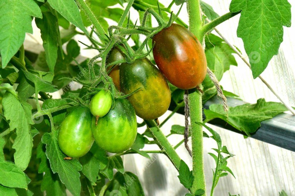 Томат перцовка: характеристика и описание сорта, фото помидоров, отзывы об урожайности куста