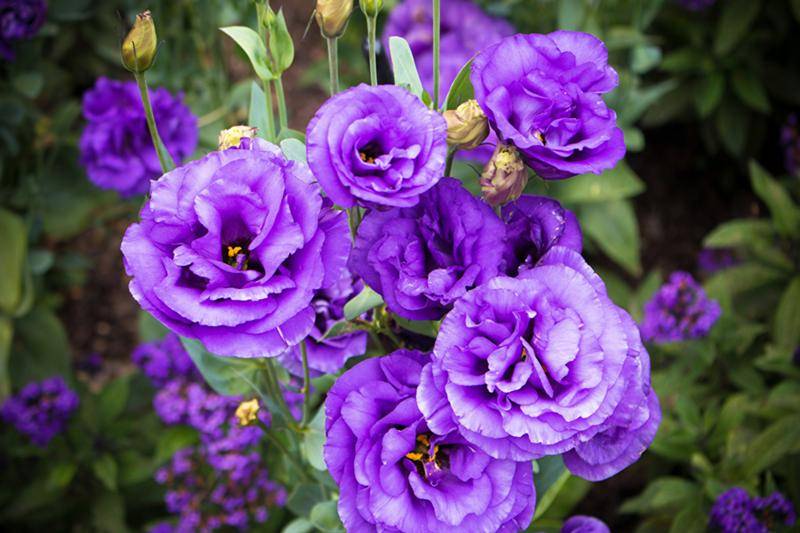 Фиолетовые розы — лучшие сорта для участка
