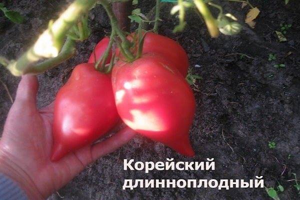 Описание сорта томата стрега его характеристика и урожайность