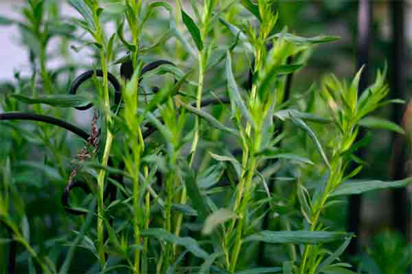 Выращивание тархуна (эстрагона) в открытом грунте: советы по посадке и уходу