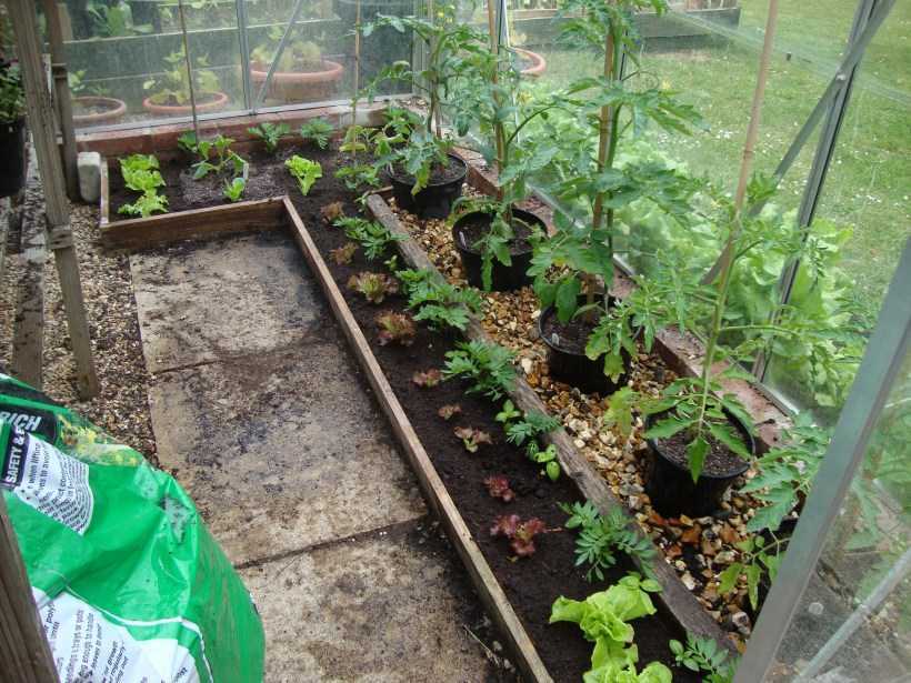Помидоры в теплице: выращивание для начинающих, уход и посадка томатов