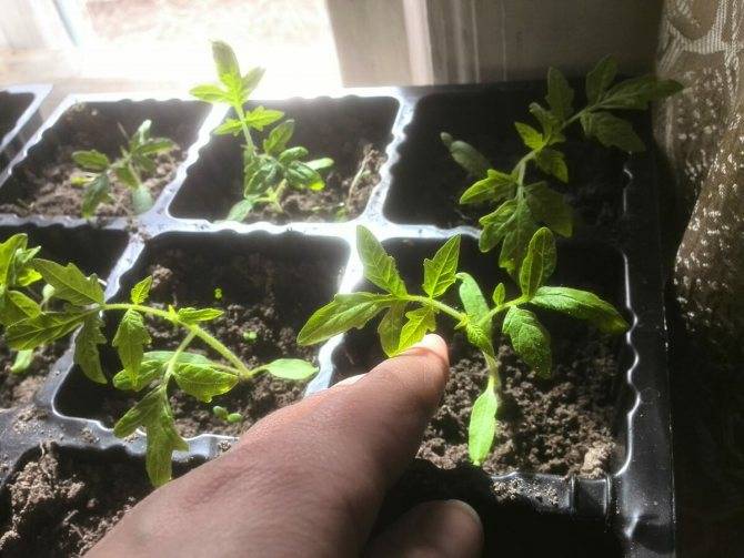 Пикировка томатов – когда и как правильно рассаживать рассаду, по лунному календарю, пошаговое фото