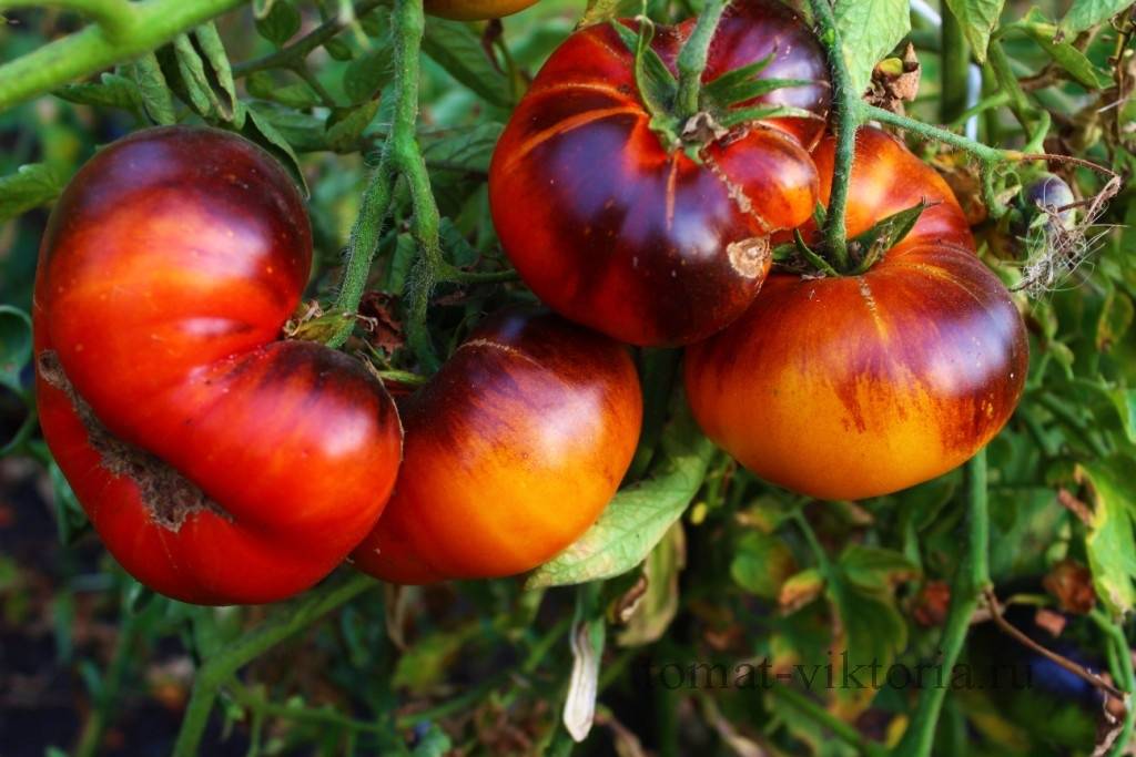 Описание томата король красоты, выращивание и правила посадки