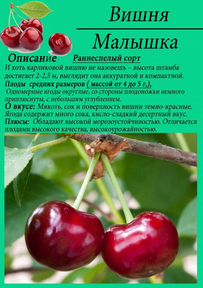 Сорт войлочной вишни «натали»: описание и характеристика