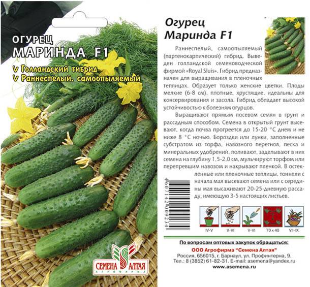 Огурец маринда f1: характеристика и описание гибрида, выращивание и уход