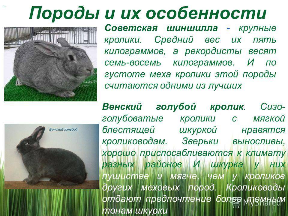 Лисий карликовый кролик: особенности породы и содержания