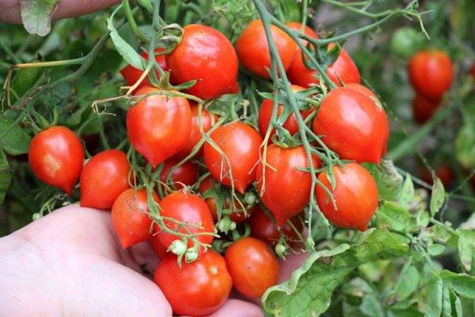 Томат поцелуй герани: описание сорта помидора