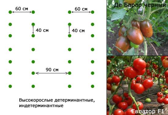 На каком расстоянии сажать помидоры в открытом грунте и в теплице? на каком расстоянии сажать низкорослые и высокие помидоры