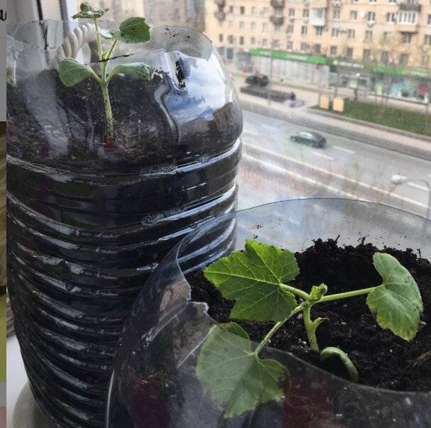 Посадка огурцов в 5-литровых бутылках: особенности выращивания в пластиковой таре, фото и видео о том, как посадить семена в пятилитровую емкость