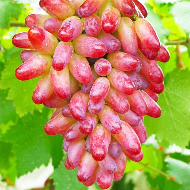 Виноград «маникюр фингер» описание особенностей сорта, уход, выращивание и отзывы