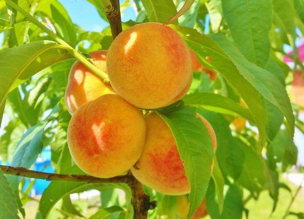 Как вырастить персики в подмосковье | садоводство и огородничество
