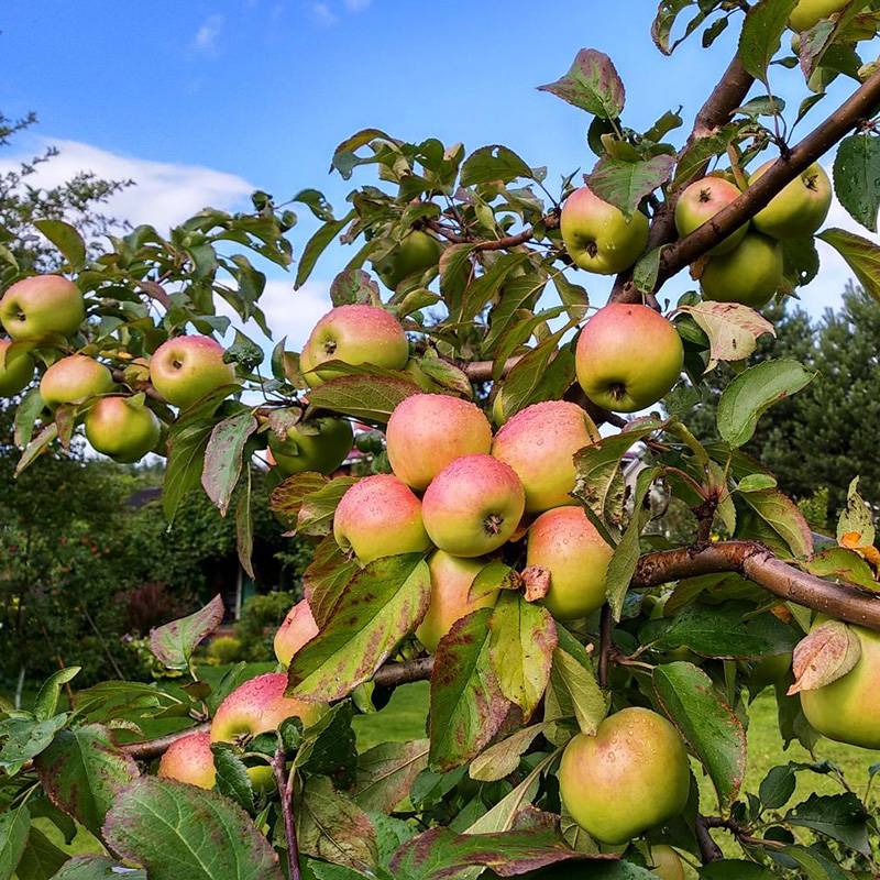 История селекции, характеристика и описание сорта яблонь аленушка, регионы выращивания