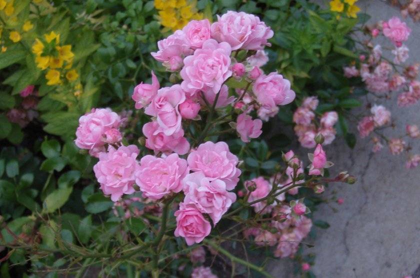 Полиантовая роза: описание, посадка и уход (+фото)