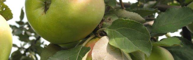 Яблоня славянка: описание, фото дерева и плодов, отзывы о них | tele4n.net