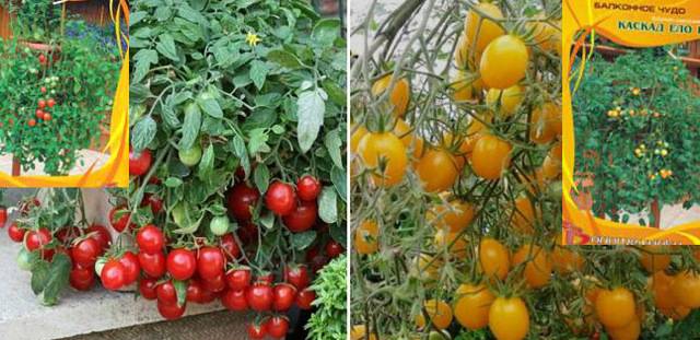 Обзор сортов ампельных помидоров и тонкости их выращивания