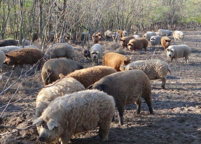 Плюсы и минусы свиней породы венгерская мангалица