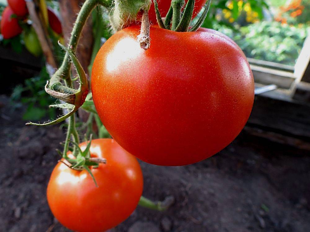 Характеристика и описание сорта томата клуша, выращивание