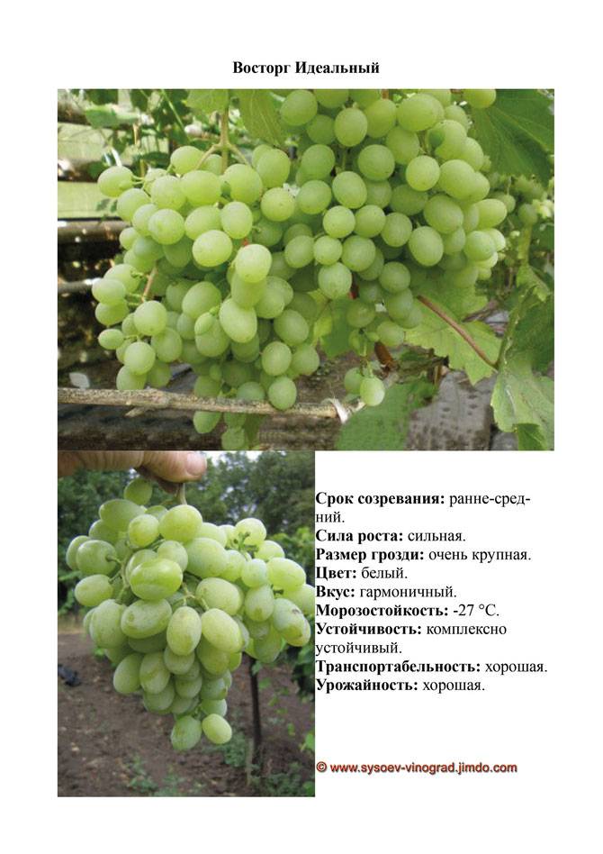 Характеристика винограда русский конкорд. виноград русский конкорд: разбираем по порядку