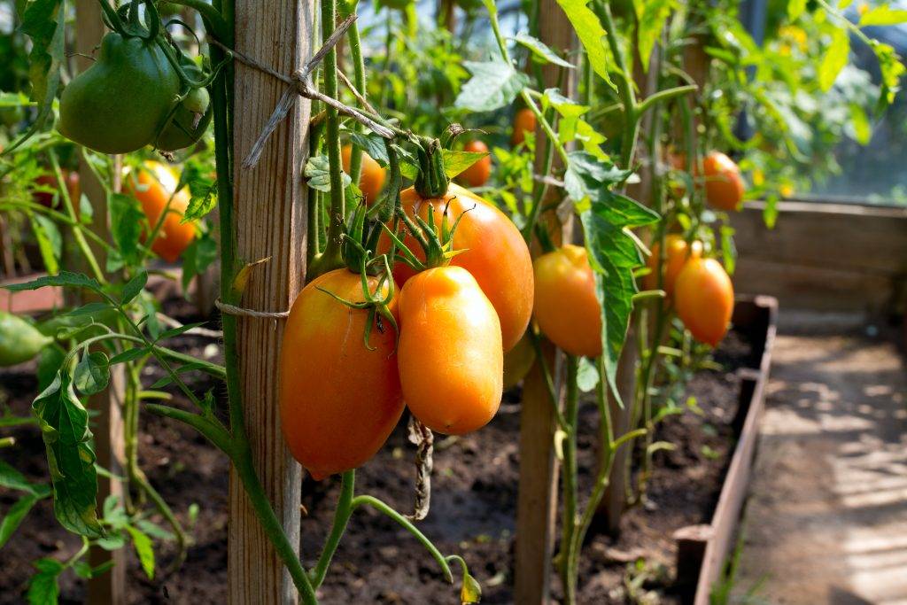 Томат диаболик f1: описание и урожайность сорта, отзывы, фото » eтеплица