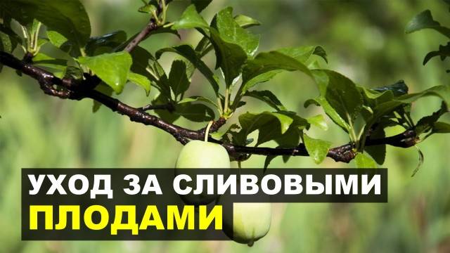 Проблемы с плодами: почему яблоки опадают раньше времени, трескаются — о каких болезнях это говорит и что с этим делать