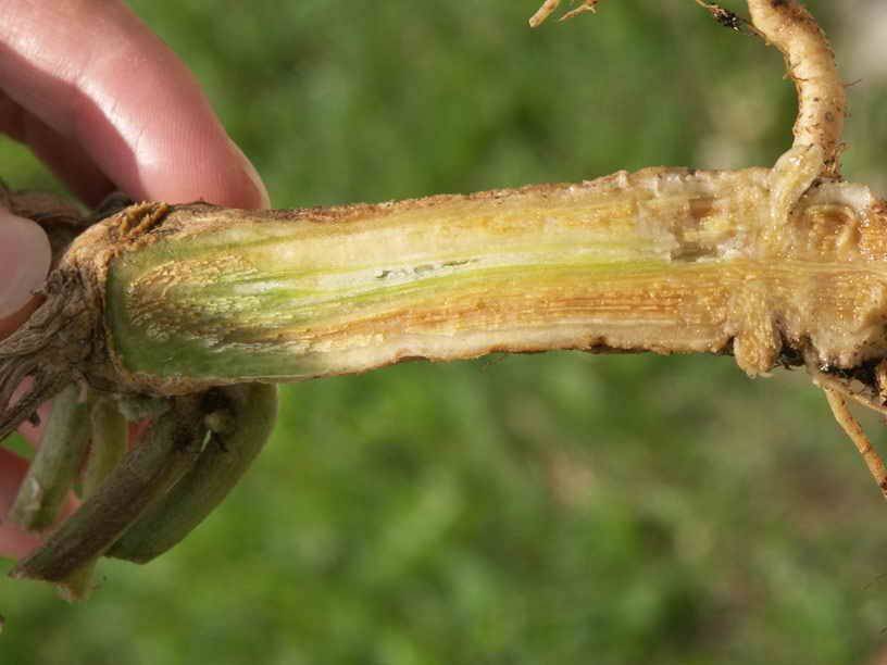 Фузариозное увядание капусты | справочник по защите растений — agroxxi