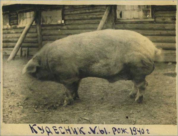 Описание и характеристики крупной белой породы свиней, содержание и разведение