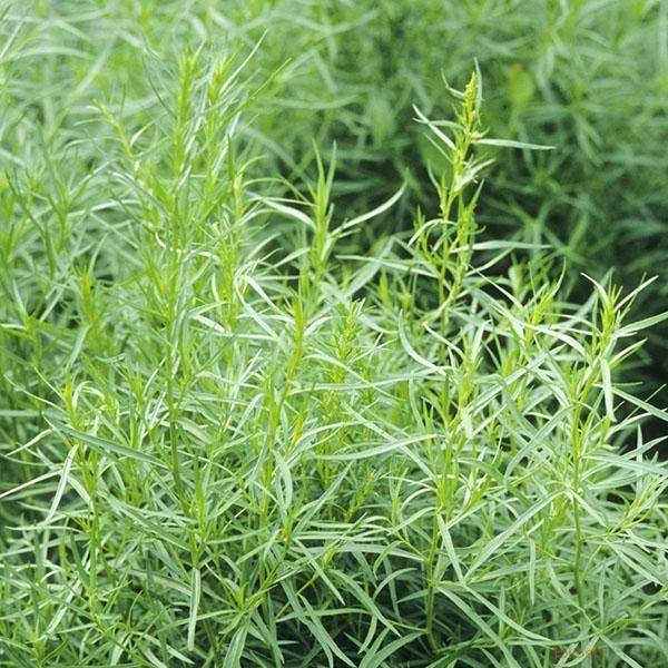 Зелень с неповторимым ароматом: обзор сортов, выращивание, применение и полезные свойства эстрагона