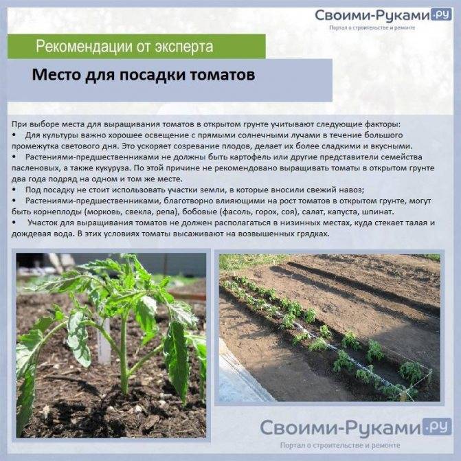Метод терехиных по выращиванию томатов