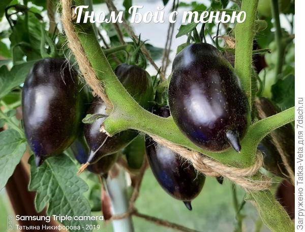 Любимец огородников — томат гном бой с тенью: особенности выращивания сорта и описание