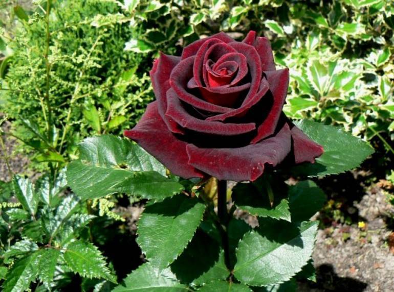 Энциклопедия роз || роза «черная магия»: описание и особенности выращивания || навигация по записям