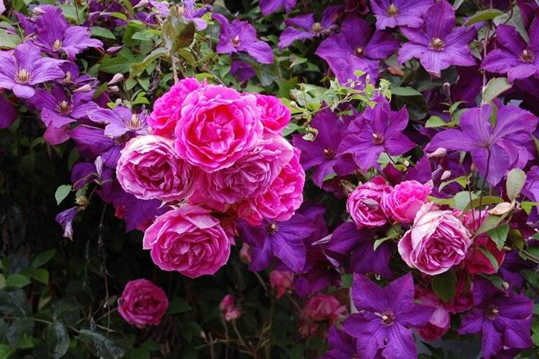 Фиолетовые розы ?: сиреневые, лиловые розы, фото, сорта | qlumba.com