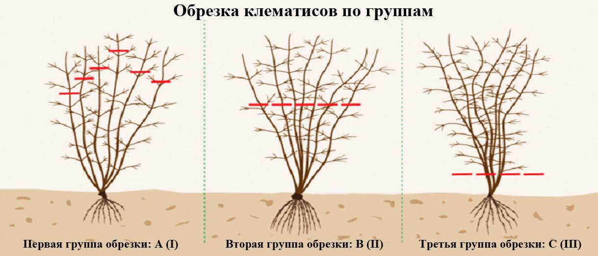 Клематисы 3 группы обрезки: лучшие сорта с фото