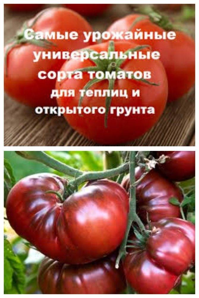 Лучшие сорта томатов для открытого грунта