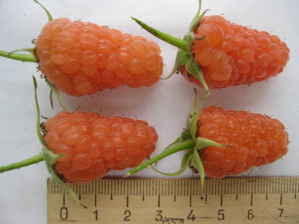 Описание сорта малины оранжевое чудо: отзывы и фото