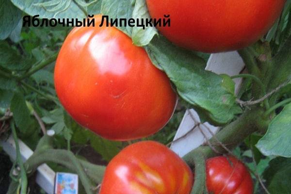 Штамбовые томаты: что это такое, описание сортов и выращивания с фото
