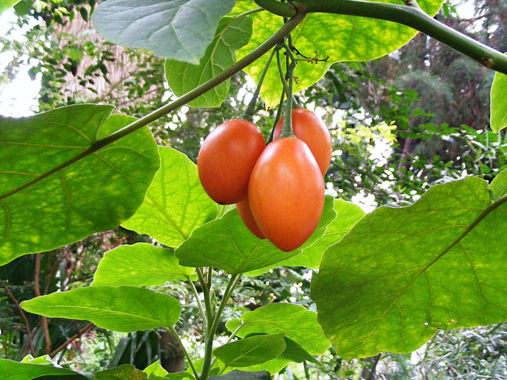 Томатное дерево тамарилло | вода - источник красоты и молодости