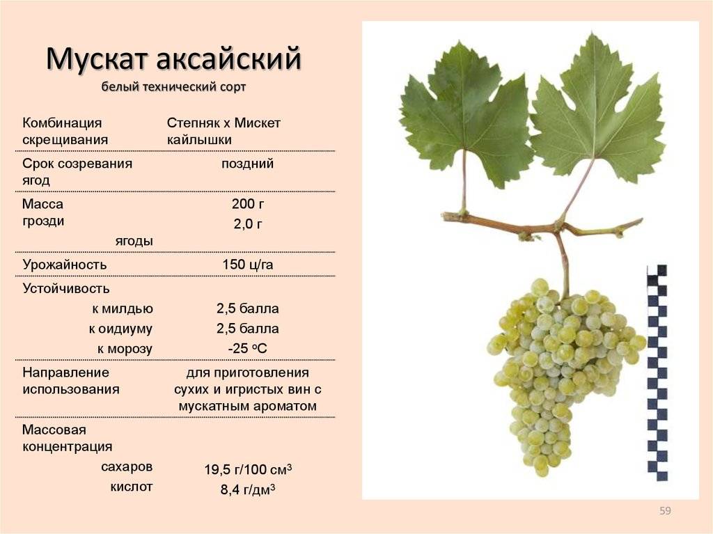 Всё о сорте винограда «красотка» — от особенностей выращивания до фото и отзывов о нем