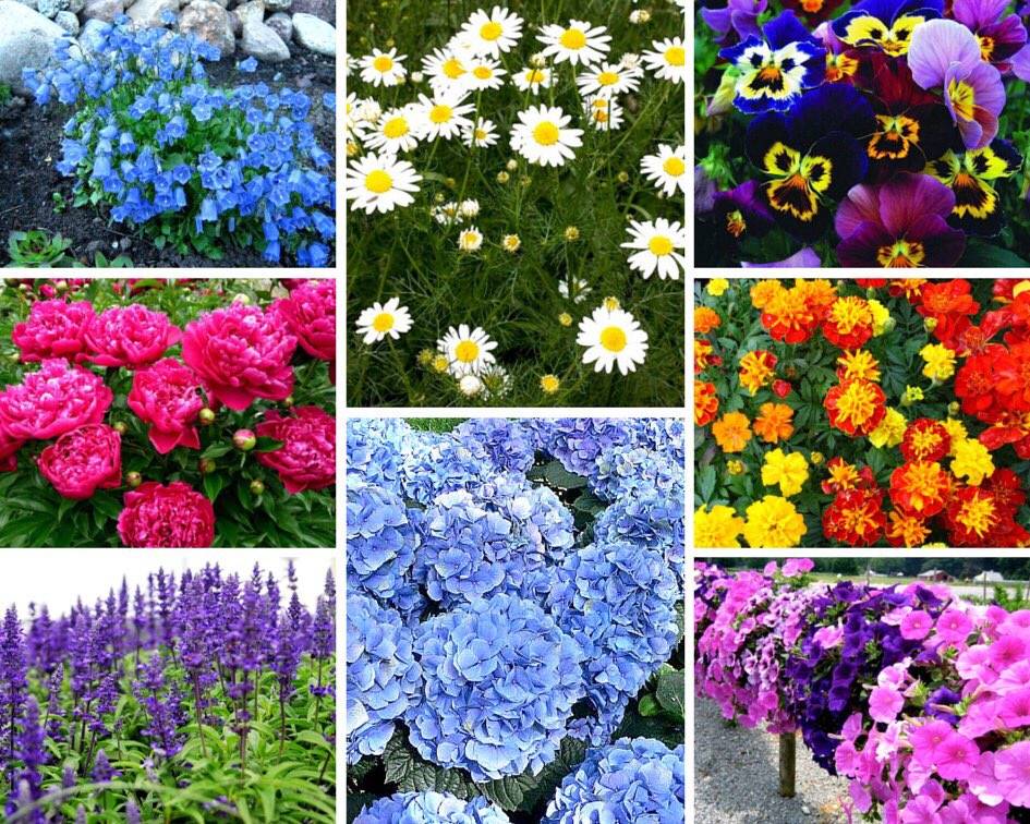 Лучшие однолетние цветы для дачи цветущие все лето, каталог с фото, названием и описанием