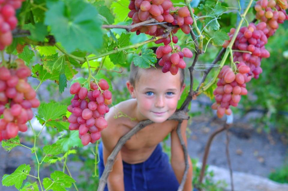 Описание сорта и особенности выращивания винограда «бажена»